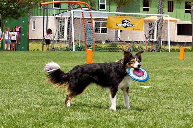  Toss and Fetch at The Big Reveal FunDay May 2022 