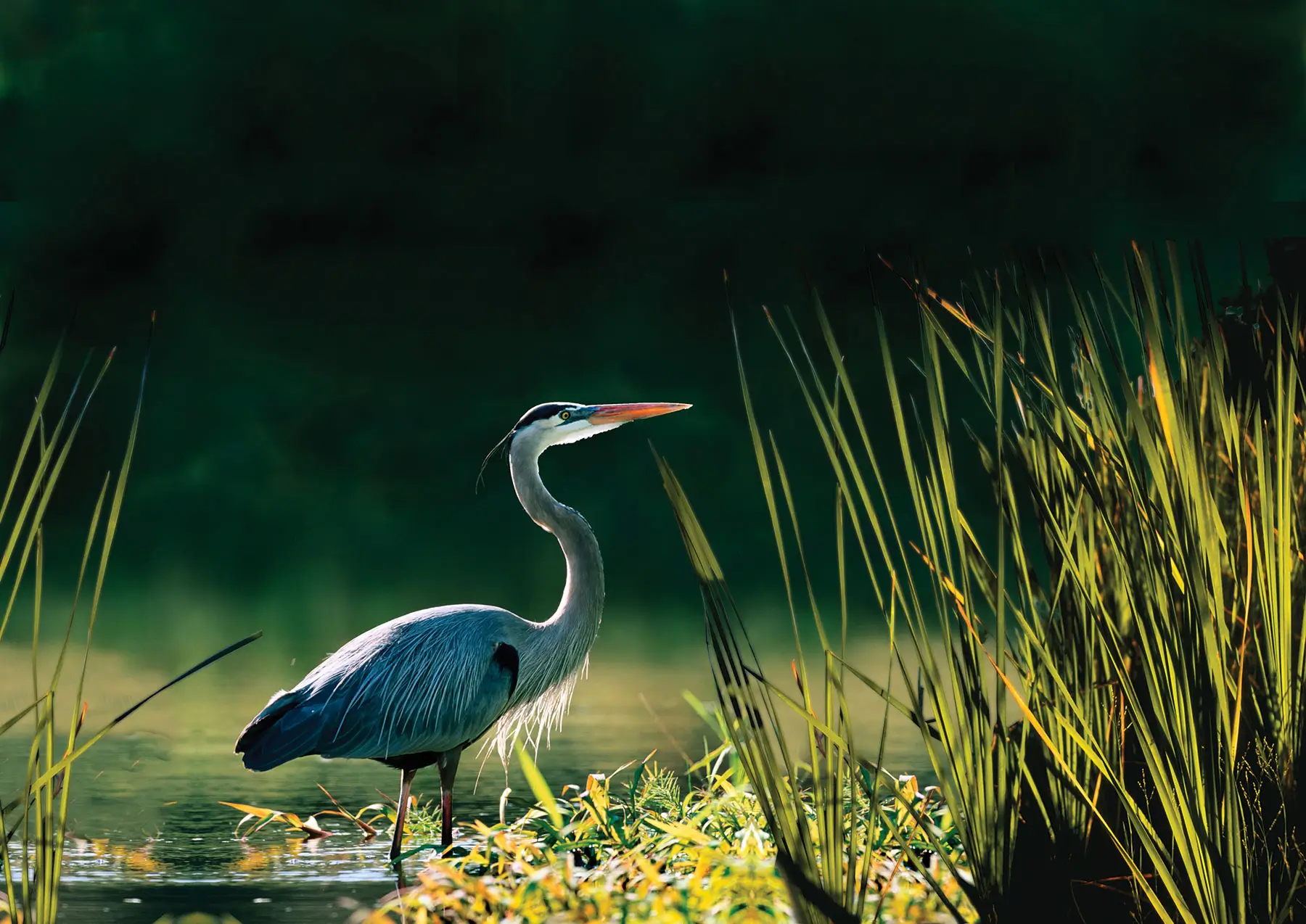 A heron in the wetlands - North River Ranch, Parrish, FL