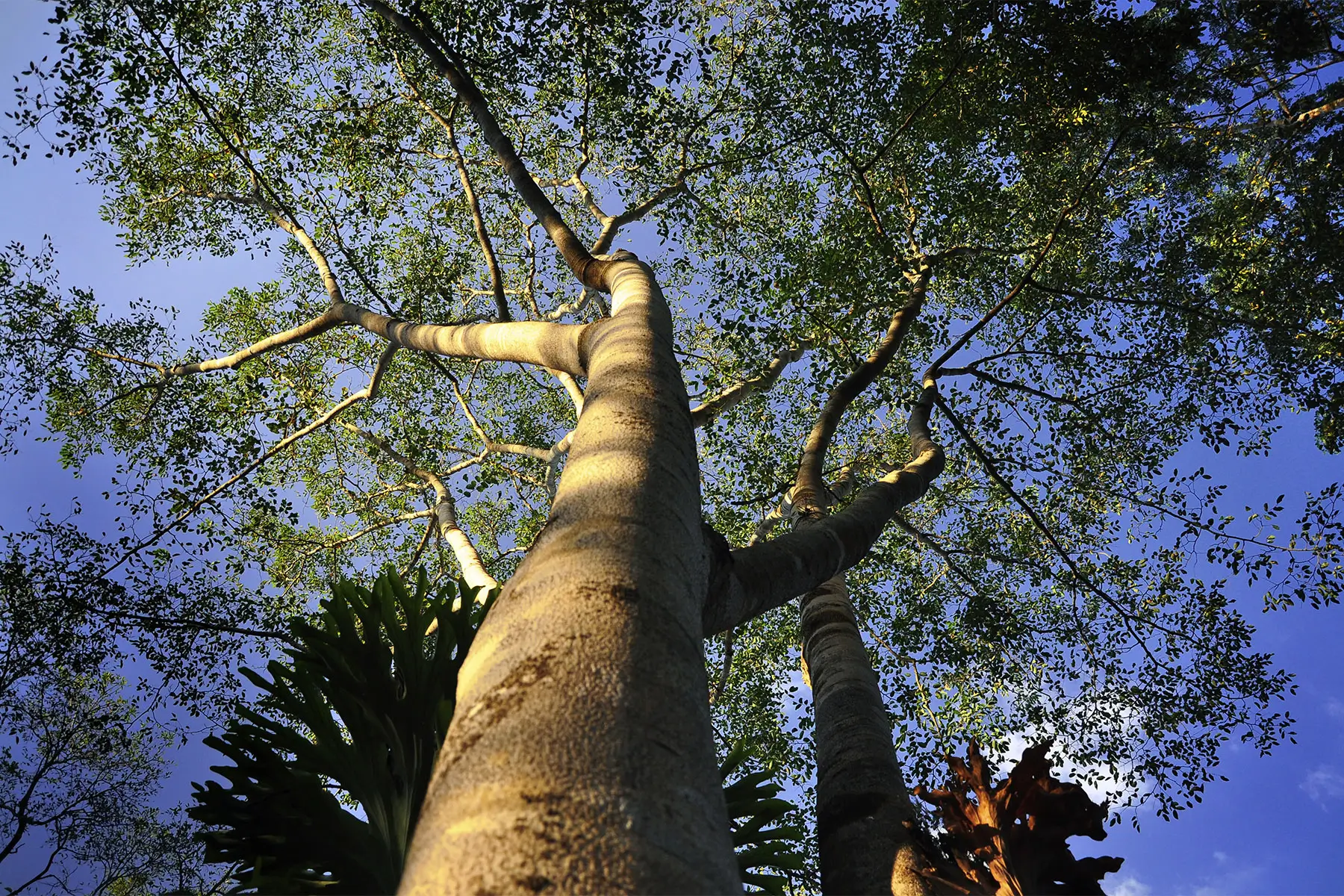 Looking up the trunk of a tall tree - North River Ranch